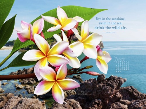 June 2015 - Live In Sunshine