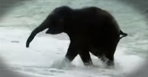 Baby Elephant Sees The Ocean For The First Time. AWW!! 