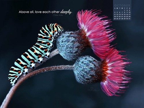 October 2015 - Love Deeply