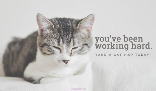 Take a Cat Nap