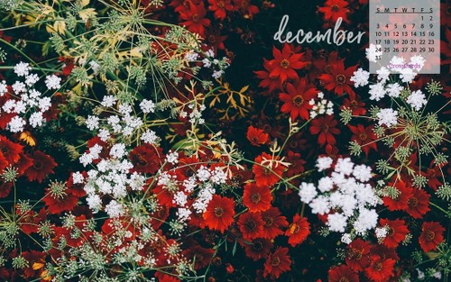 December 2017 - Winter Flowers