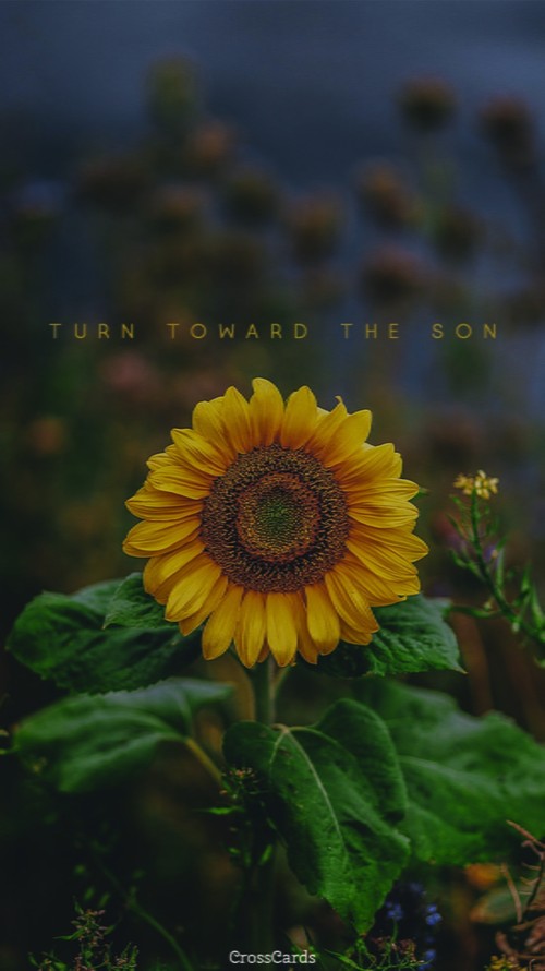 Son-Flower
