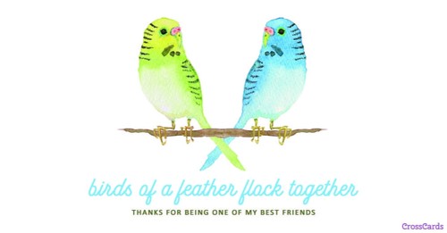 Birds of a Feather