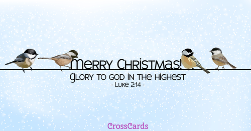 Merry Christmas Birds!