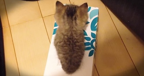 Kitten Tries To Fit In Box Until THIS Happens. How Precious!