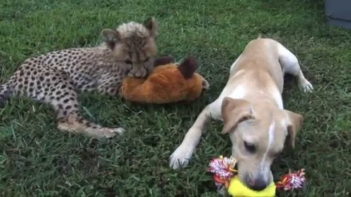 This Cheetah Cub and Puppy Have the Sweetest Friendship -- SO Cute! 