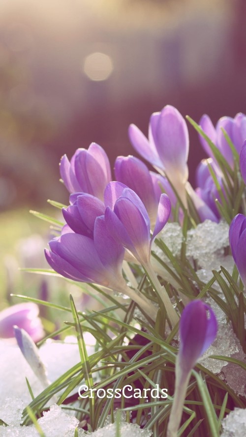Spring Crocuses
