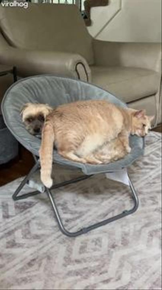 Cat Invades Dog's Personal Space