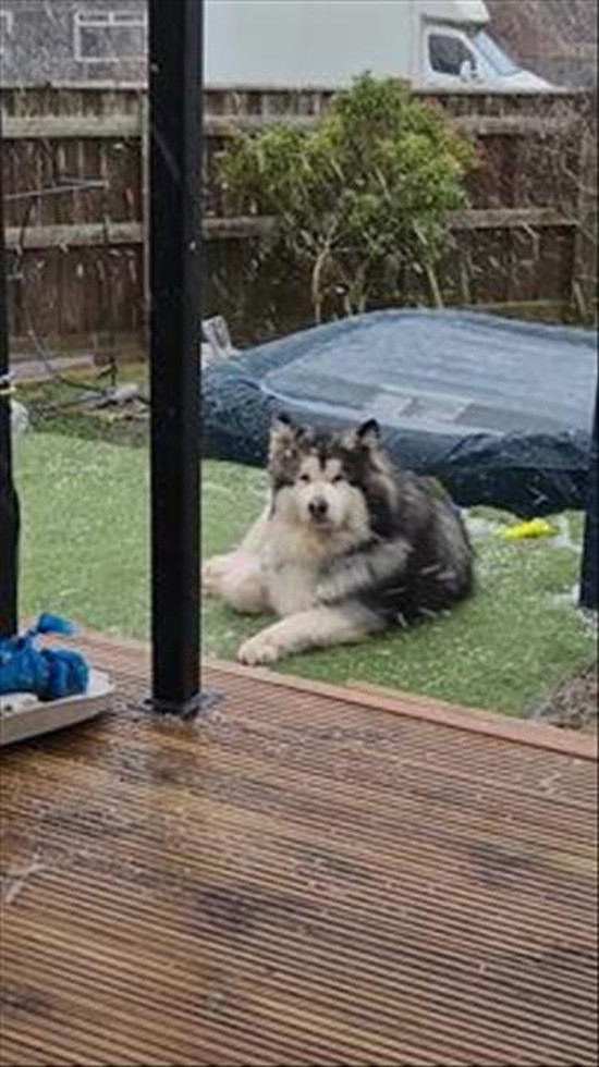 Pet Dog Enjoys Heavy Snowfall in Thurso, Scotland