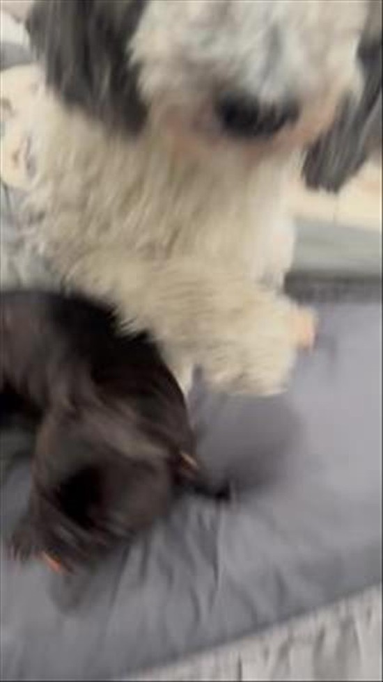 Frenchie Puppy Gets Into a Bag of Cheetos