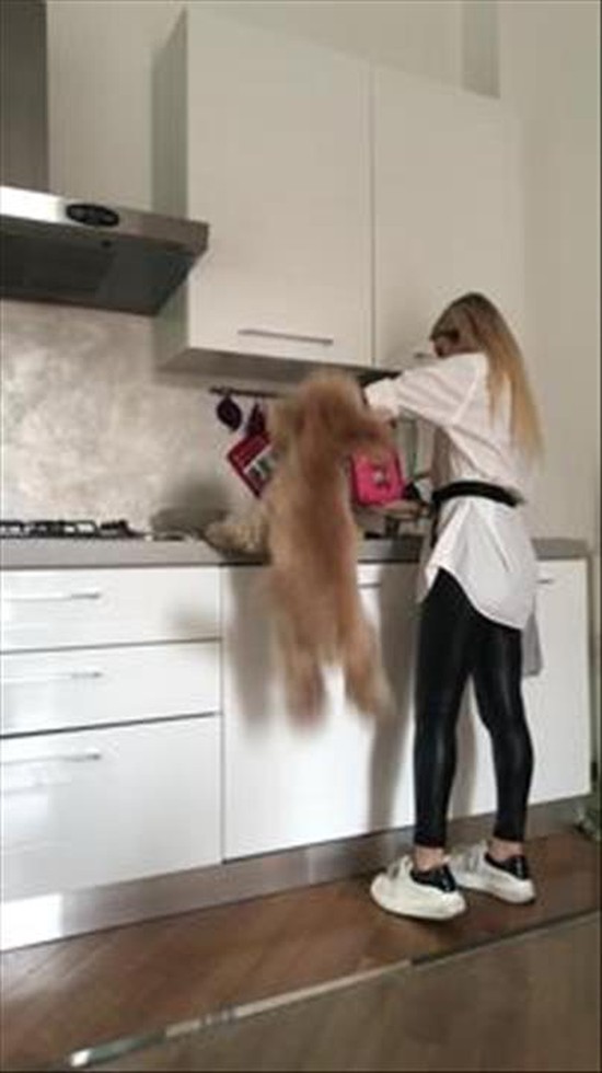 Toy Poodle's Tall Hops At Dinnertime