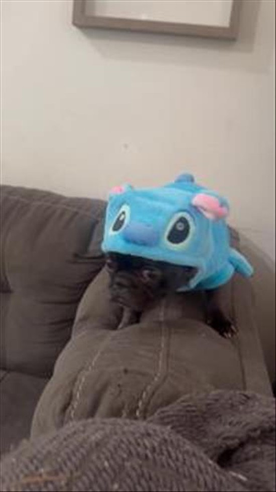 Talking Frenchie in a Stitch Costume
