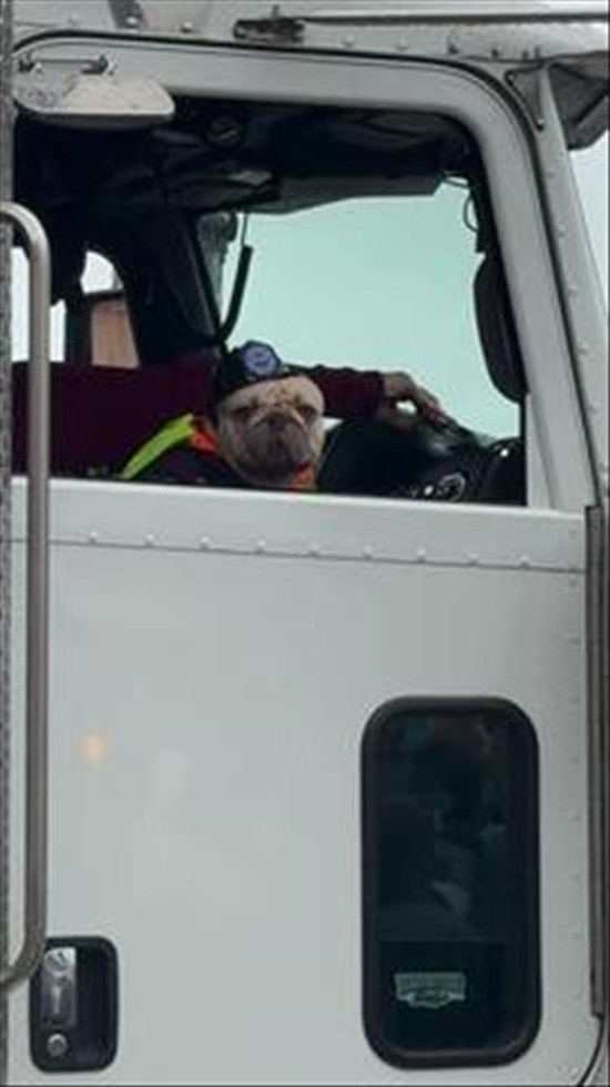 Blue-Collar Frenchie