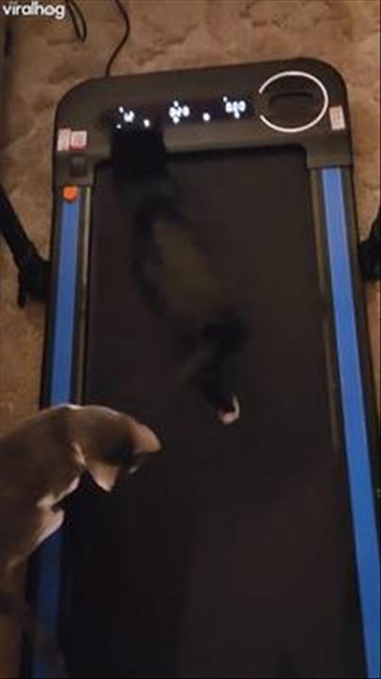 Curious Cat Tries the Treadmill