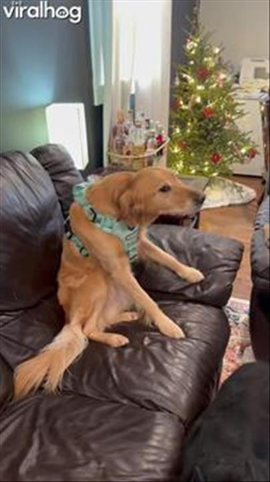 Likes Going Outside, Hates Wearing Her Harness