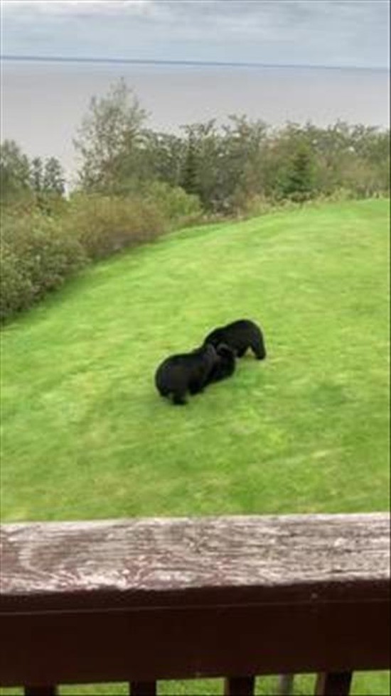 Black Bear Triplets Bumming Around