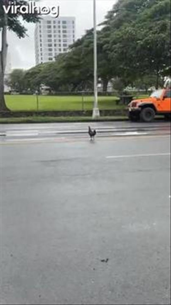 Mister Chicken Has Finally Crossed the Road in Hawaii