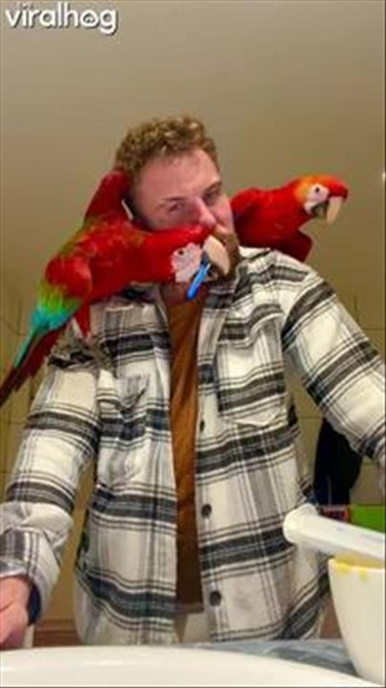 Parrot Brushing a Guy's Teeth