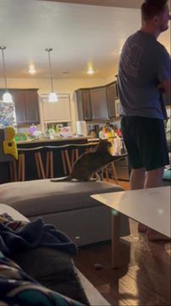 Cat Asks Dad for Flippy Flops
