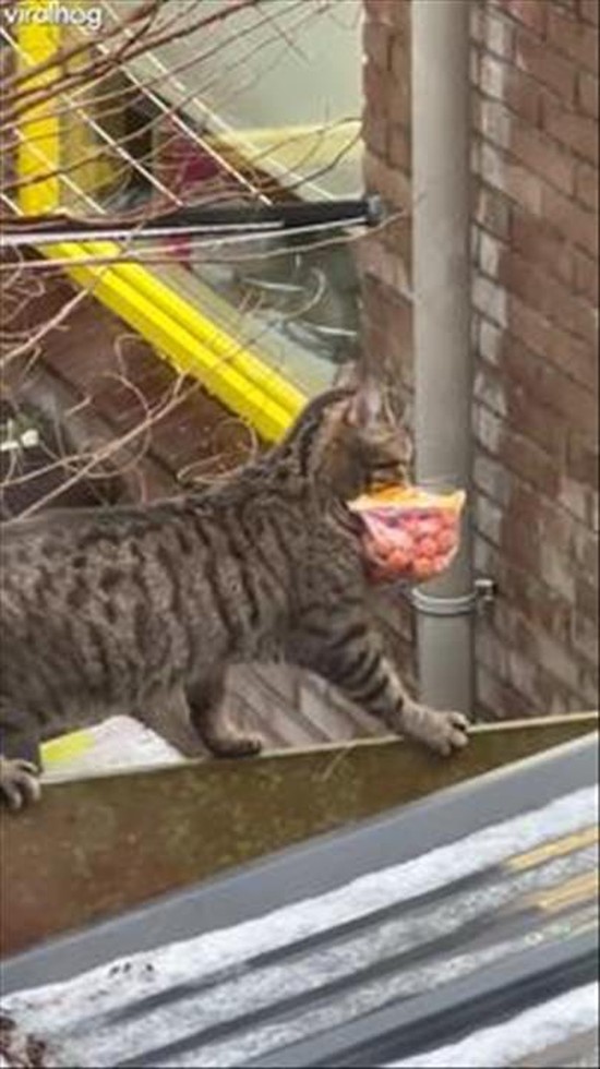 Cat's Successful Sausage Heist