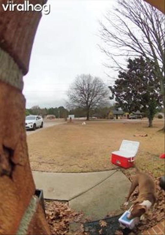 Dog Steals Package