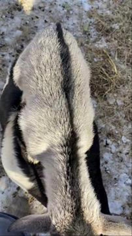 Baby Goat Riding on His Mother's Back