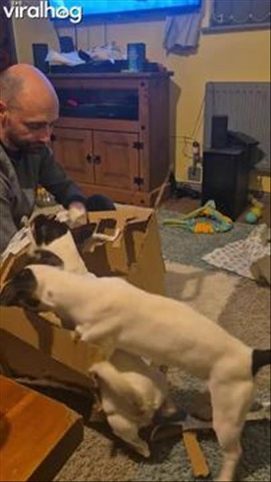 Daisy and Dobby's Boxing Day Tradition