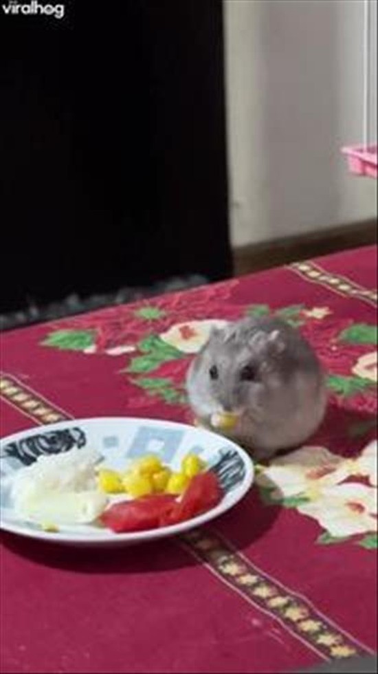 Hamster Having Dinner With His Human Family