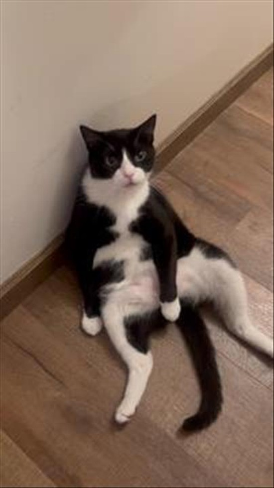 Bandit the Tuxedo Cat Doing His Thing