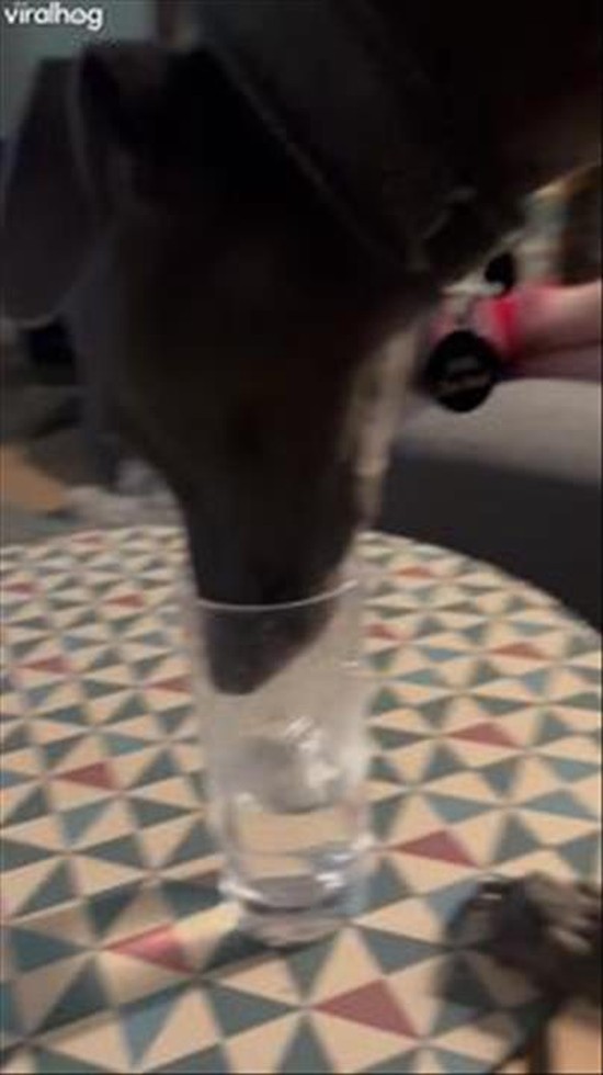 Whippet Prefers to Drink Water From the Glass