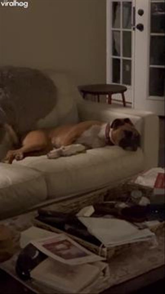 Installed a Doggie Door, Gained an Extra Dog