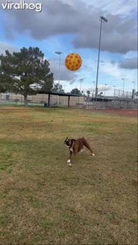 Boxer Dog Bops Ball With Nose
