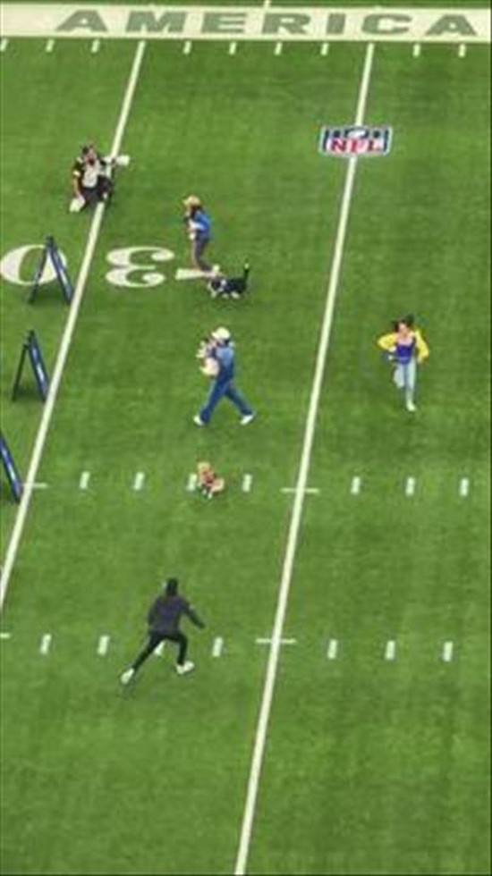 Corgi Race Gone Wrong