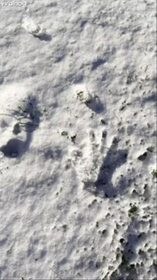 Someone Fell Over In The Snow