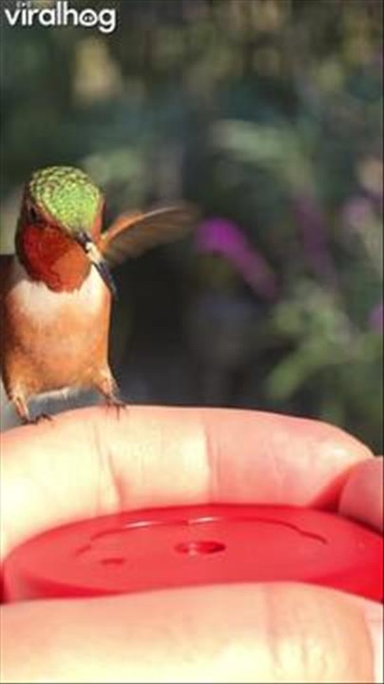Hummingbird Hand-Feeding in Slow Motion Video