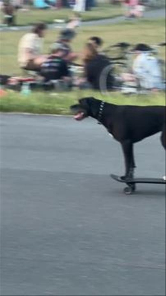 Skater Dog's Smooth Ride