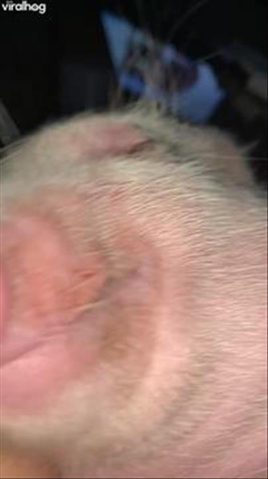 Sleeping Swine Softly Snores