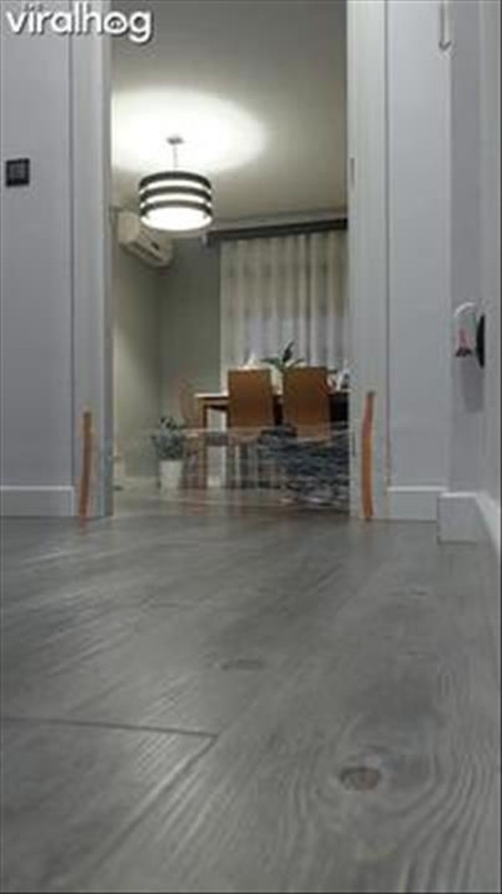 Dog Teaches His Brother To Jump