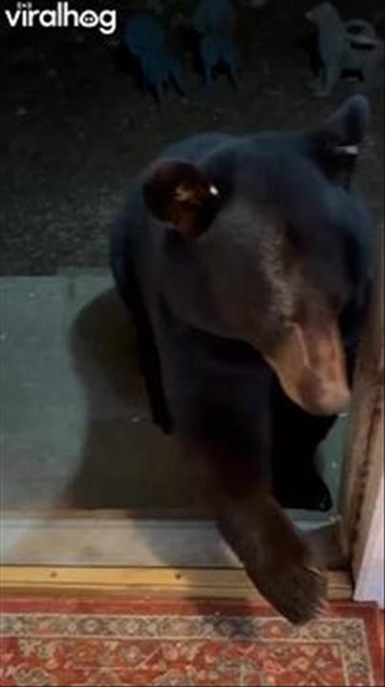 Black Bear Steals a Broom