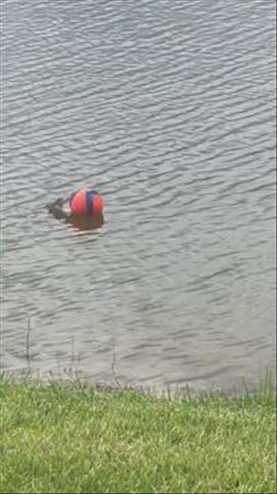 Swamp Puppy Steals Dog's Ball