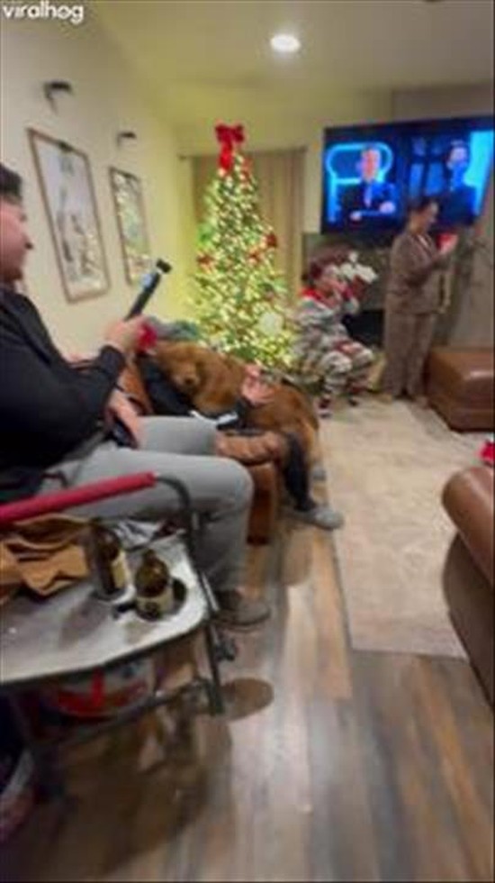 Golden Retriever Scared of Grinch