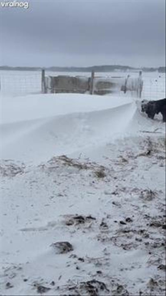 Baby Cow Bulldozes Himself Into Snow Pile