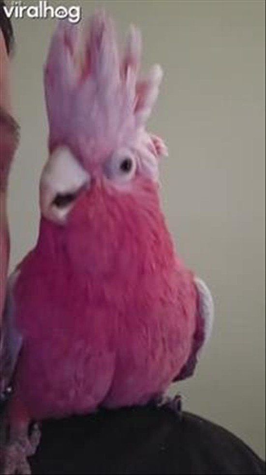 Beatboxing Bailey the Cockatoo