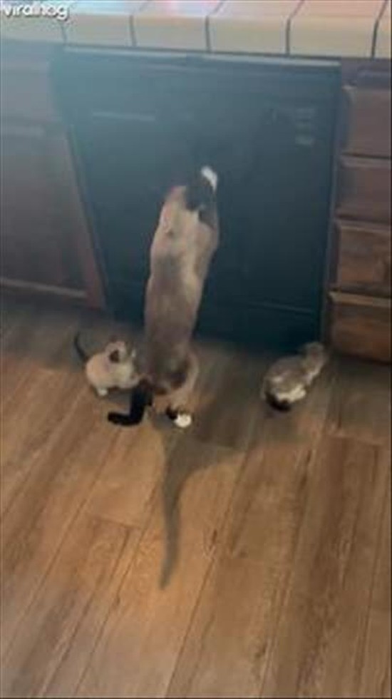 Mom Teaching Her Babies to Be Weirdos