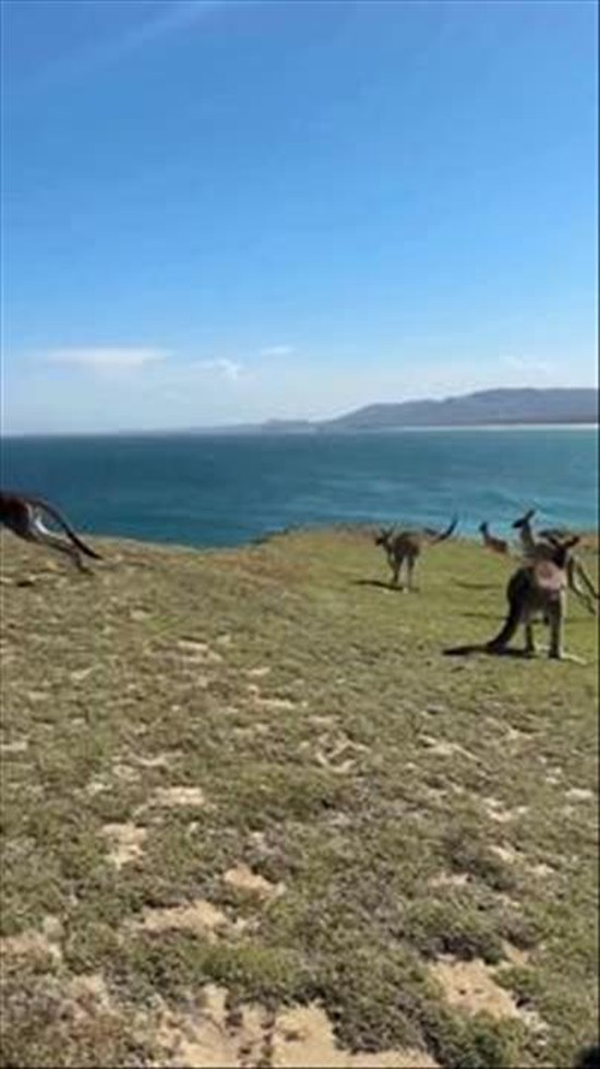 Kangaroo Troop Hops Around Posing Tourist