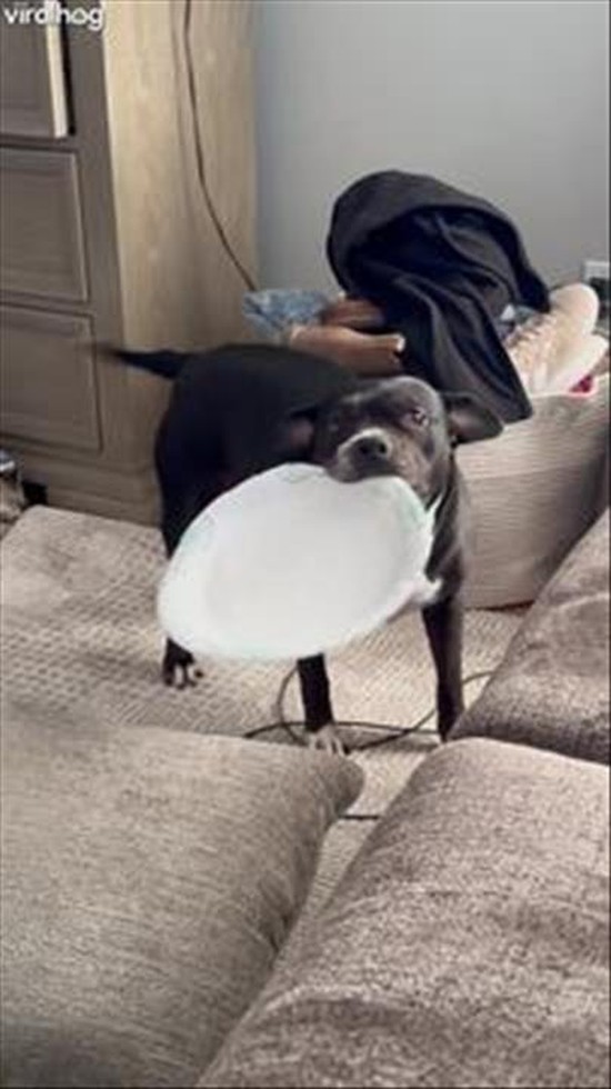 Wiggly Puppy Brings A Plate To Share Chinese Food