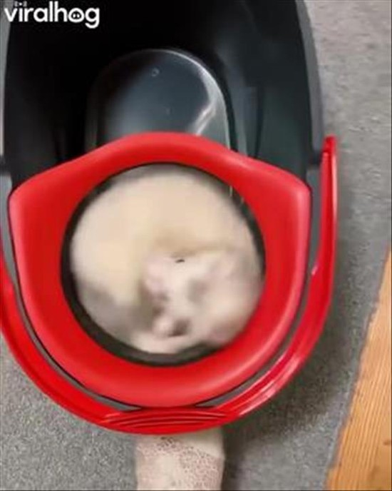 Ferret Rides on a Mop Merry-Go-Round