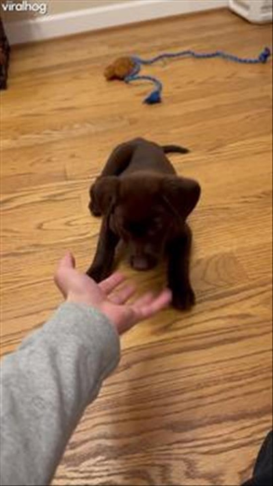 My Puppy's Favorite Treat is Fingers