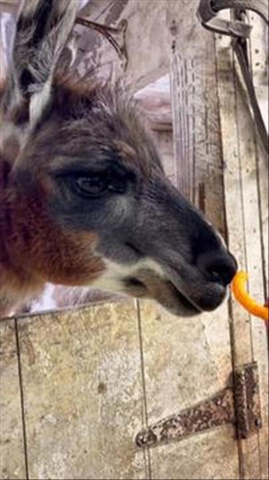 Llamas Say No to Cheetos