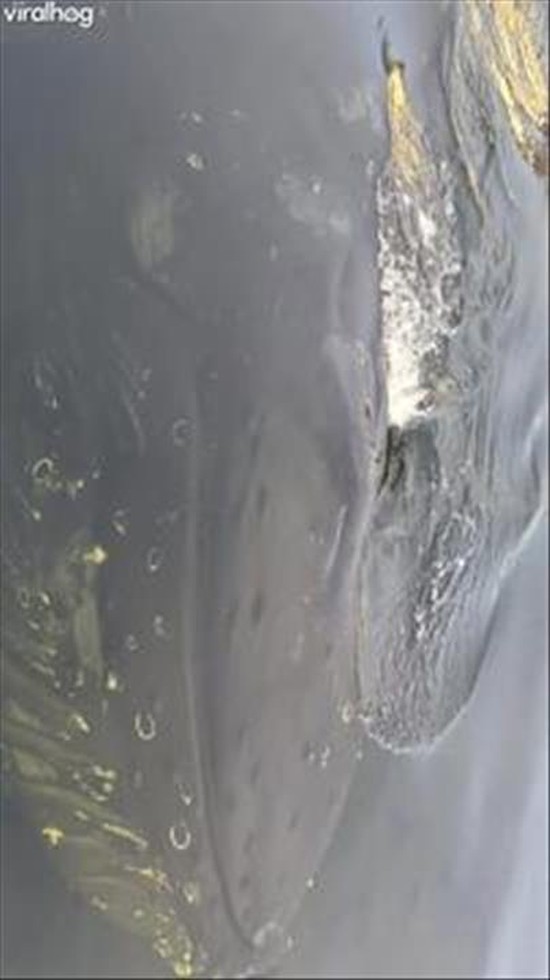 Humpback Sighting in Ketchikan, Alaska Cruise Ship Harbor